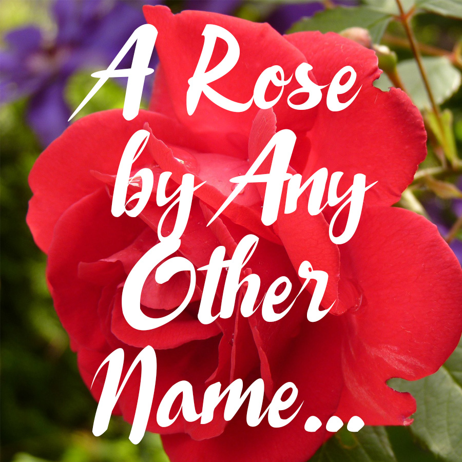 a-rose-by-any-other-name-abilene-texas-real-estate